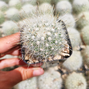 Mammillaria Senilis Rare Succulent Cactus Plant Shown in 2" Pot - Succulents Depot