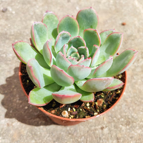 Echeveria 'Apus'
