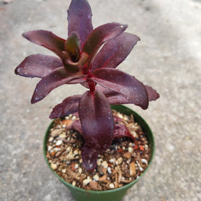 Sedum 'Dark Magic'