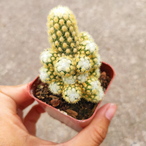 Mammillaria elongata 'Copper King'