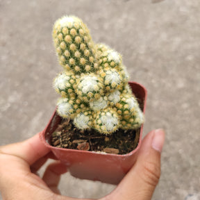 Mammillaria elongata 'Copper King'