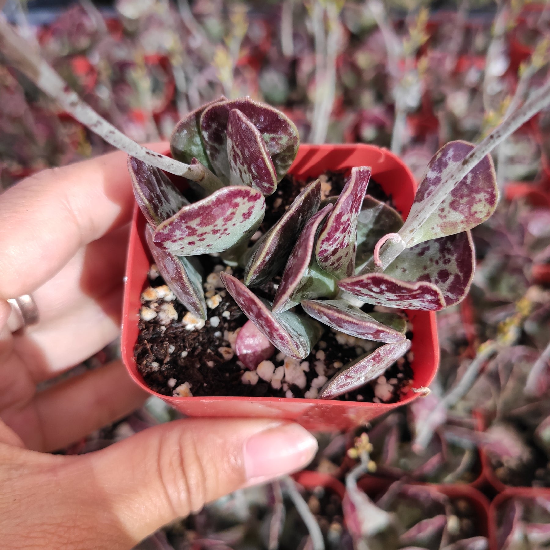 Adromischus Trigynus Rare Succulent plant Shown in 2" Pot - Succulents Depot