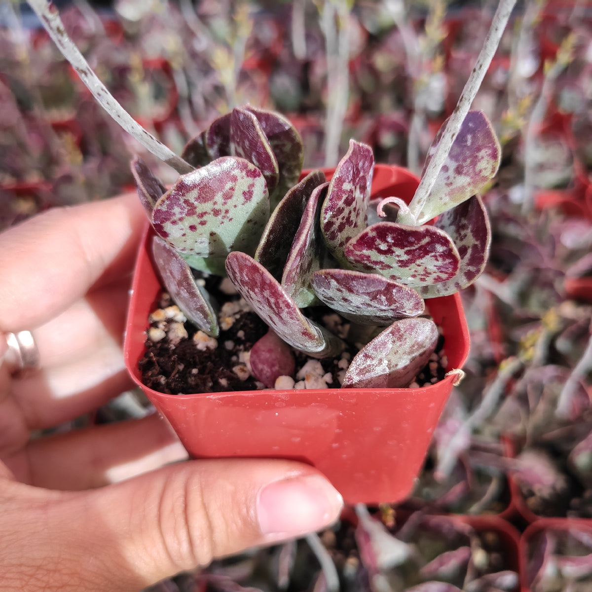 Adromischus Trigynus Rare Succulent plant Shown in 2" Pot - Succulents Depot