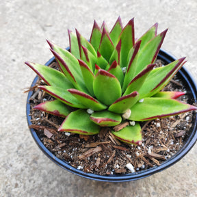 red lipstick succulent Echeveria agavoides 'Lipstick'