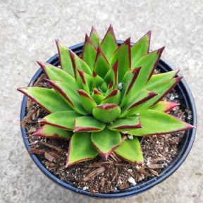 Echeveria agavoides 'Lipstick' - Succulents Depot