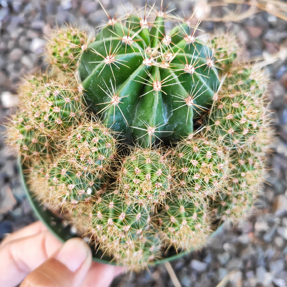 Echinobivia Rainbow Burst Rare Succulent Cactus Plant Shown in 4" Pot - Succulents Depot