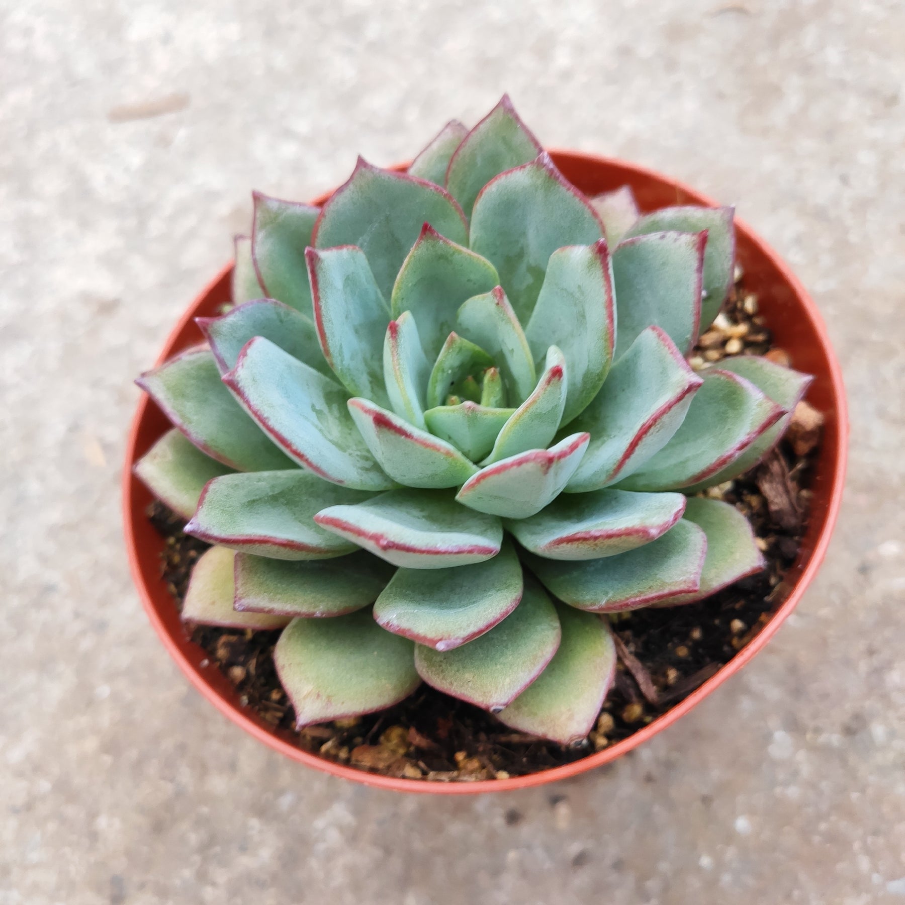 succulent grey leaves Echeveria Sp Grey
