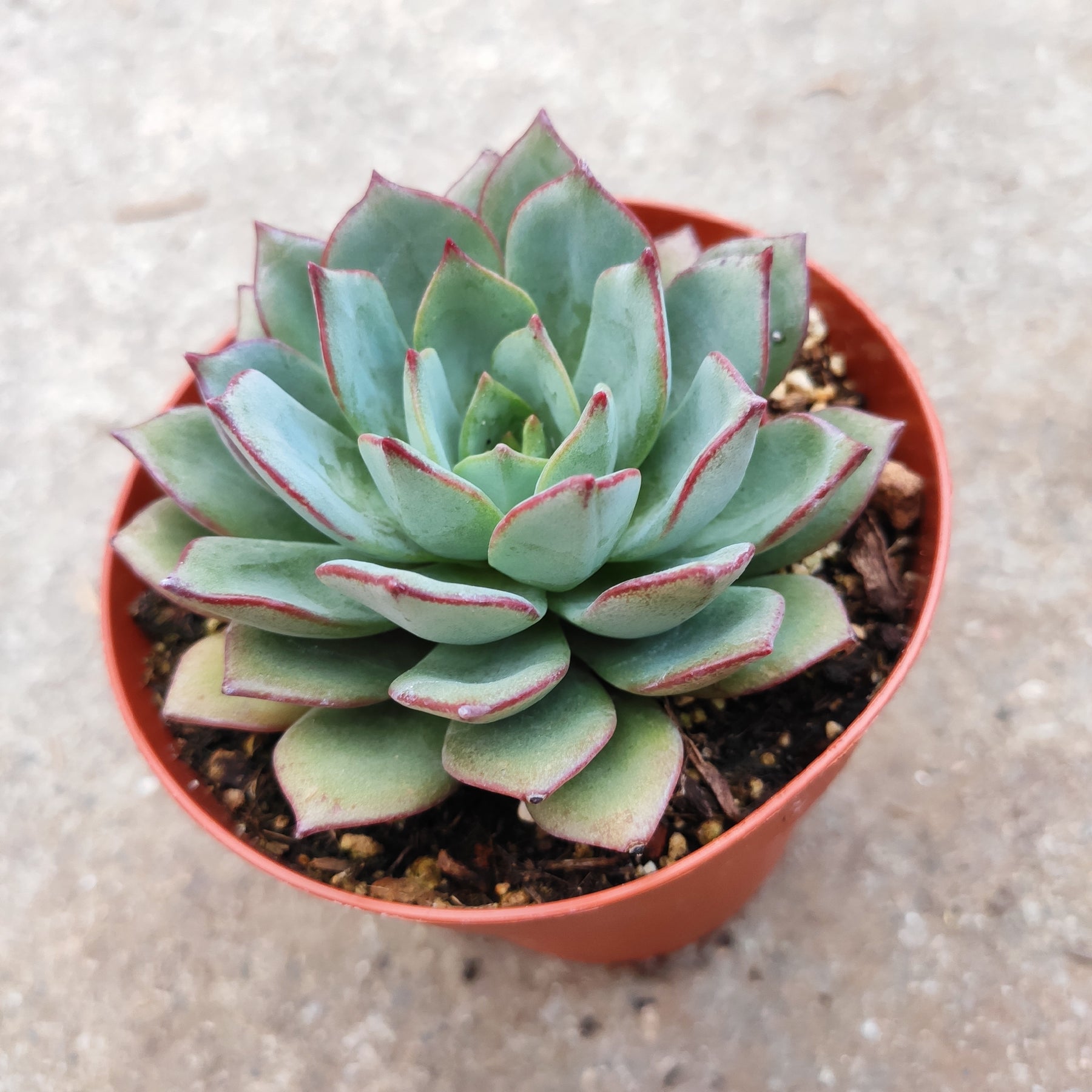 buy succulent leaves Echeveria Sp Grey