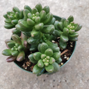 goblin succulent Sedum lucidum 'Obesum' 4 Inch