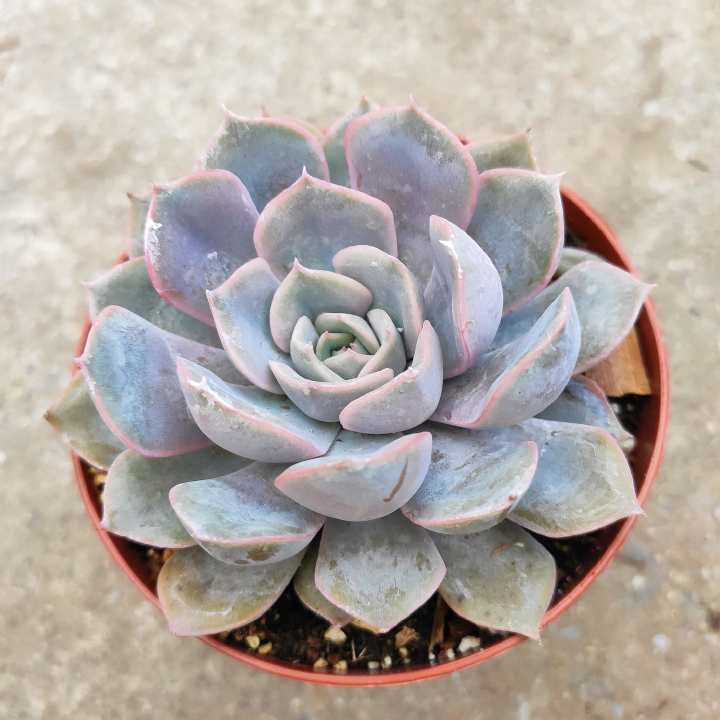 Echeveria Orion succulent with rosette leaves in a pot.