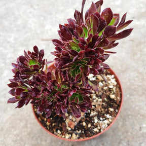 Aeonium Firecracker Crest Rare Succulent Plant in 4" Pot - Succulents Depot