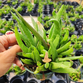 Aloe Vera Rare Succulent Plant Shown in 4" Pot - Succulents Depot