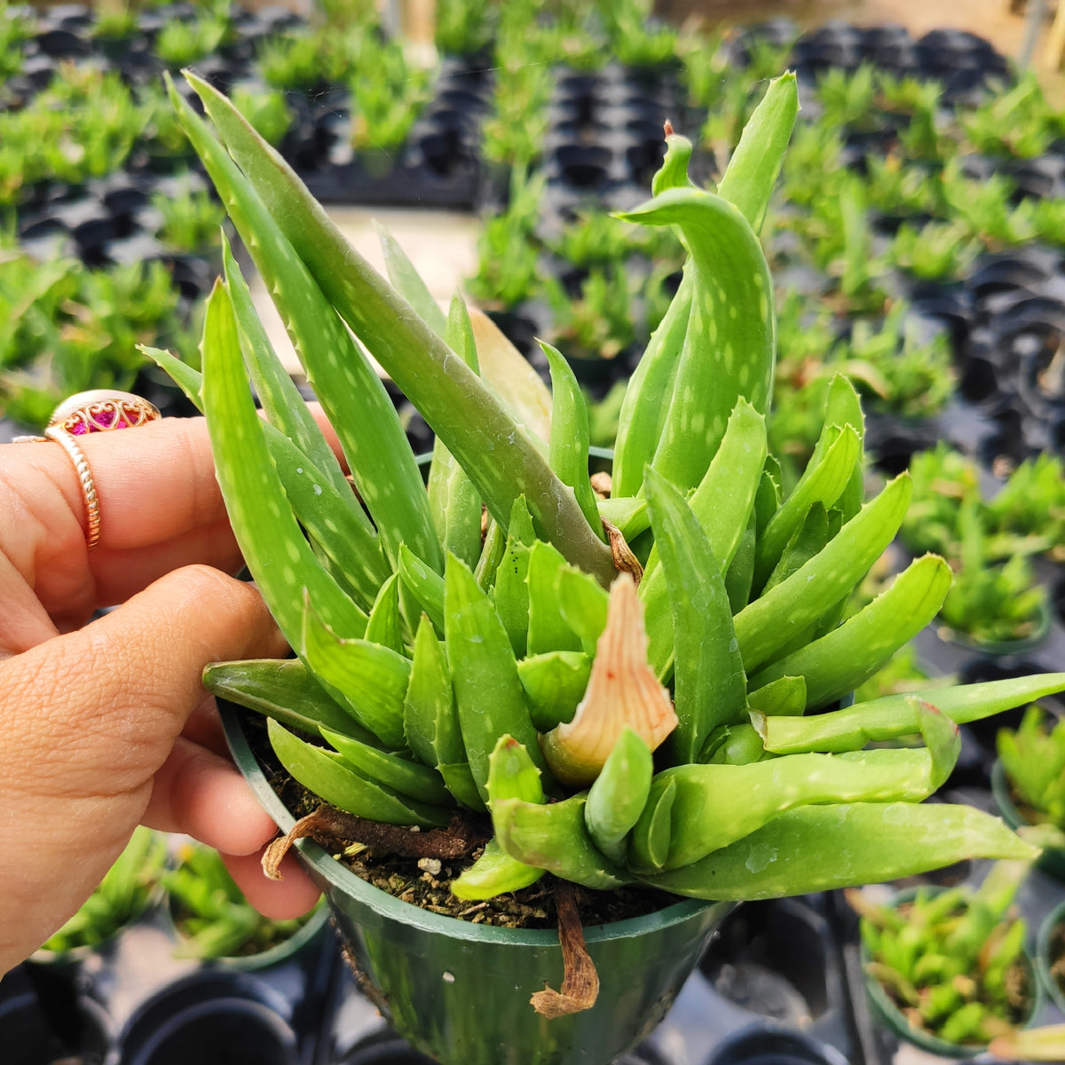 Aloe Vera Rare Succulent Plant Shown in 4" Pot - Succulents Depot