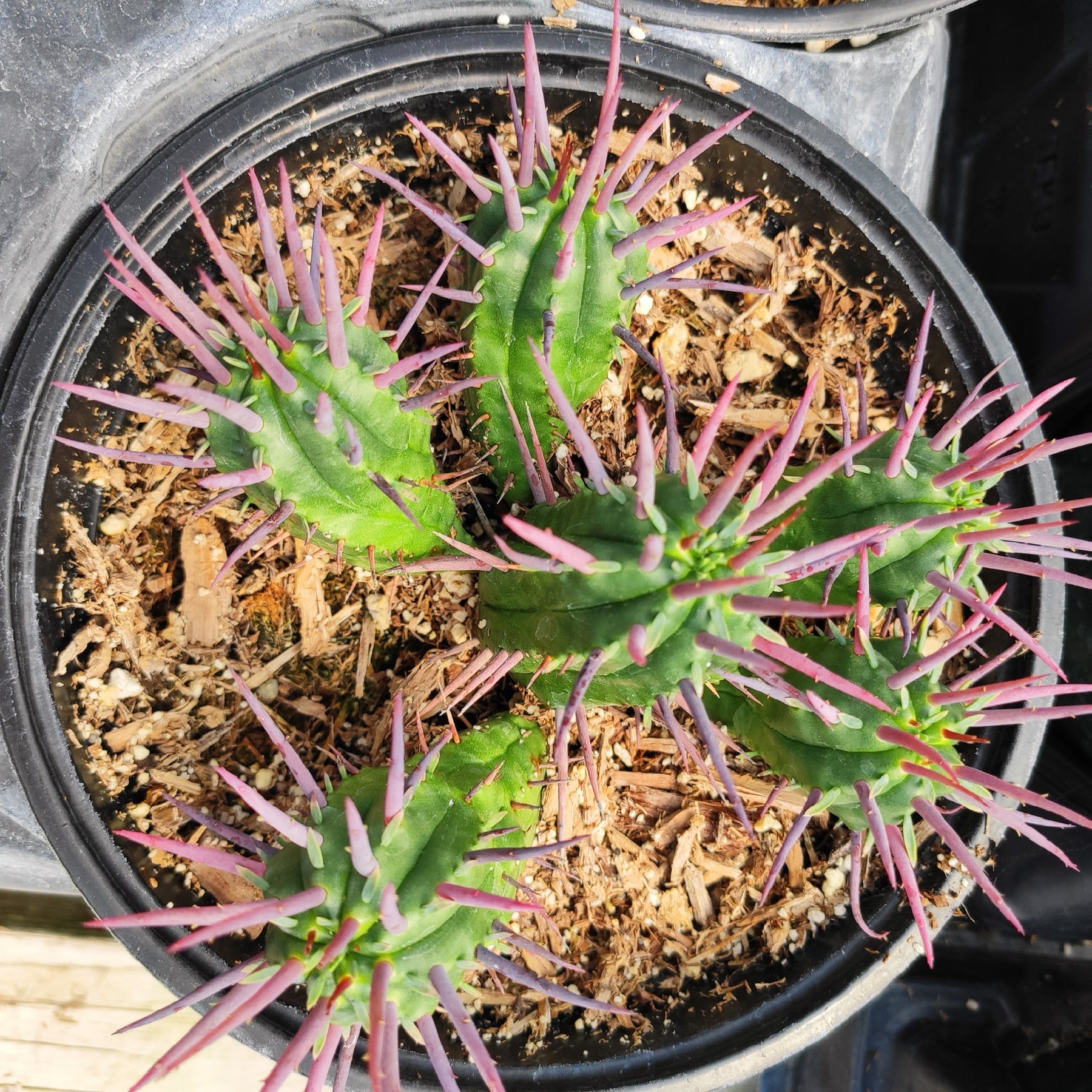 Euphorbia Enopla Rare Succulent Plant Shown in 6" Pot - Succulents Depot