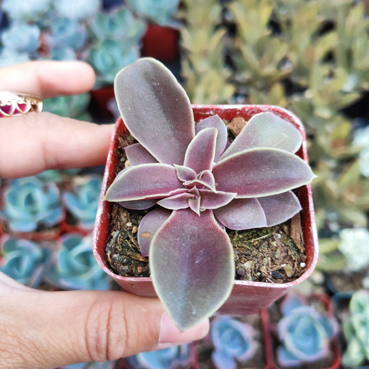 Echeveria diffractens - Shattering Echeveria