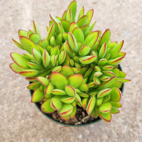 Crassula swaziensis 'Money Maker'