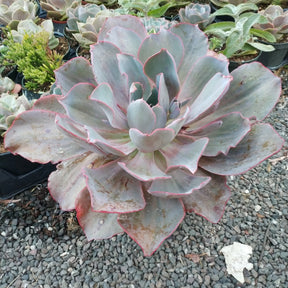 Echeveria 'Afterglow' - Succulents Depot