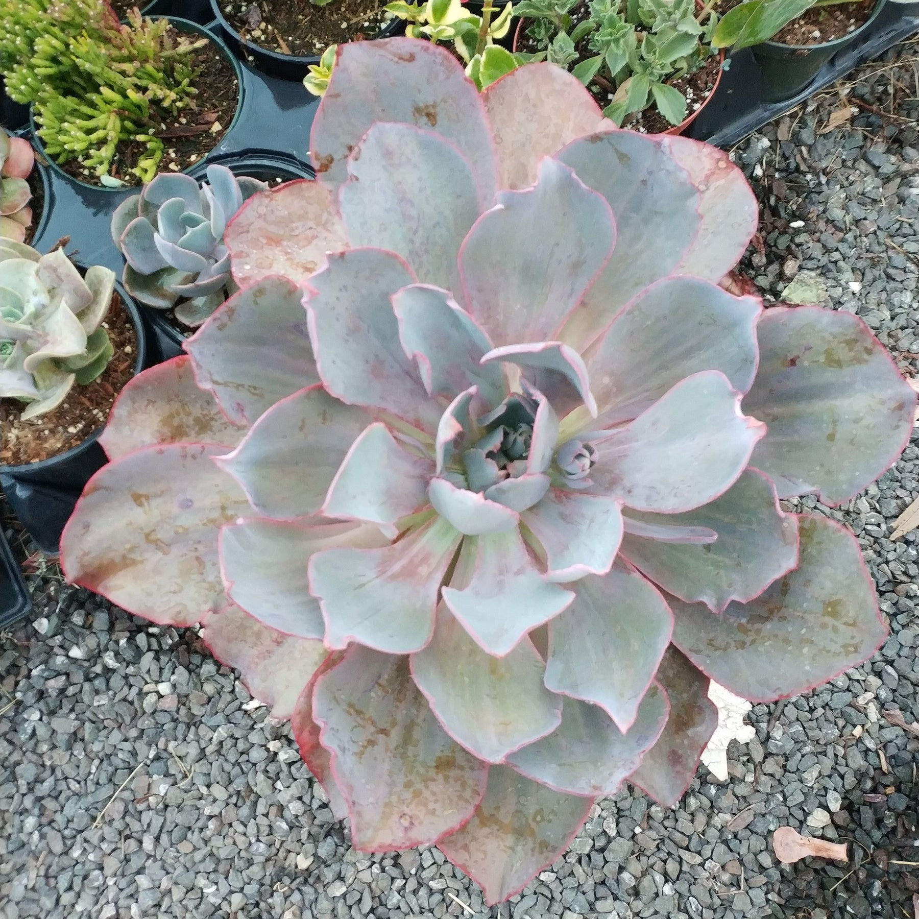 echeveria afterglow succulent Echeveria 'Afterglow'