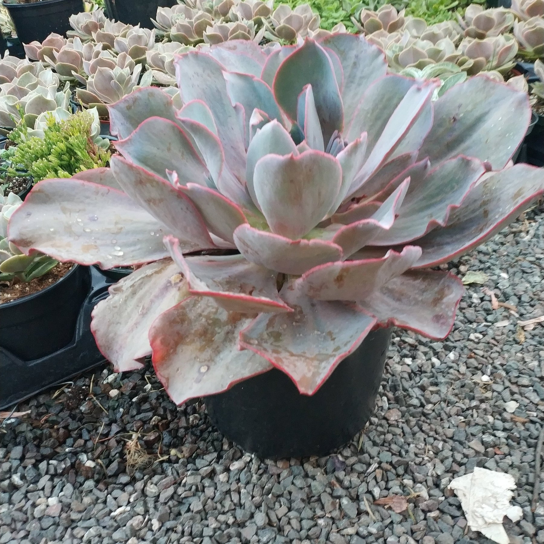 succulent afterglow Echeveria 'Afterglow'