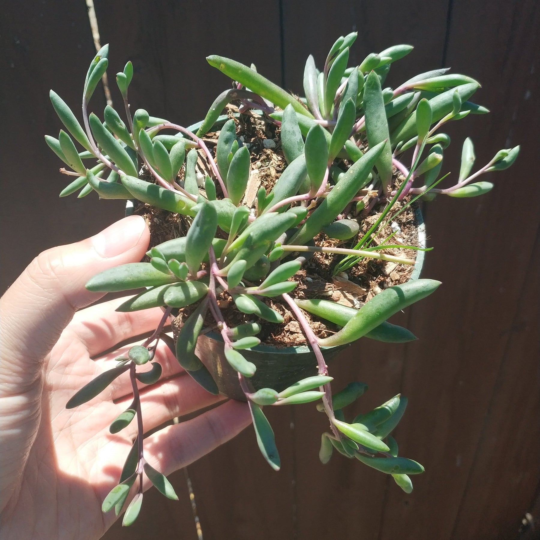 Othonna capensis 'Ruby Necklace'