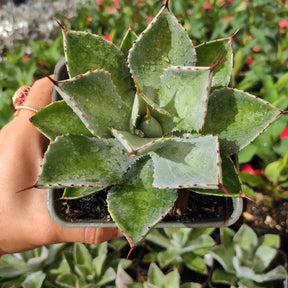 Agave Potatorum Rare Succulent Plant Shown in 4" Square Pot - Succulents Depot