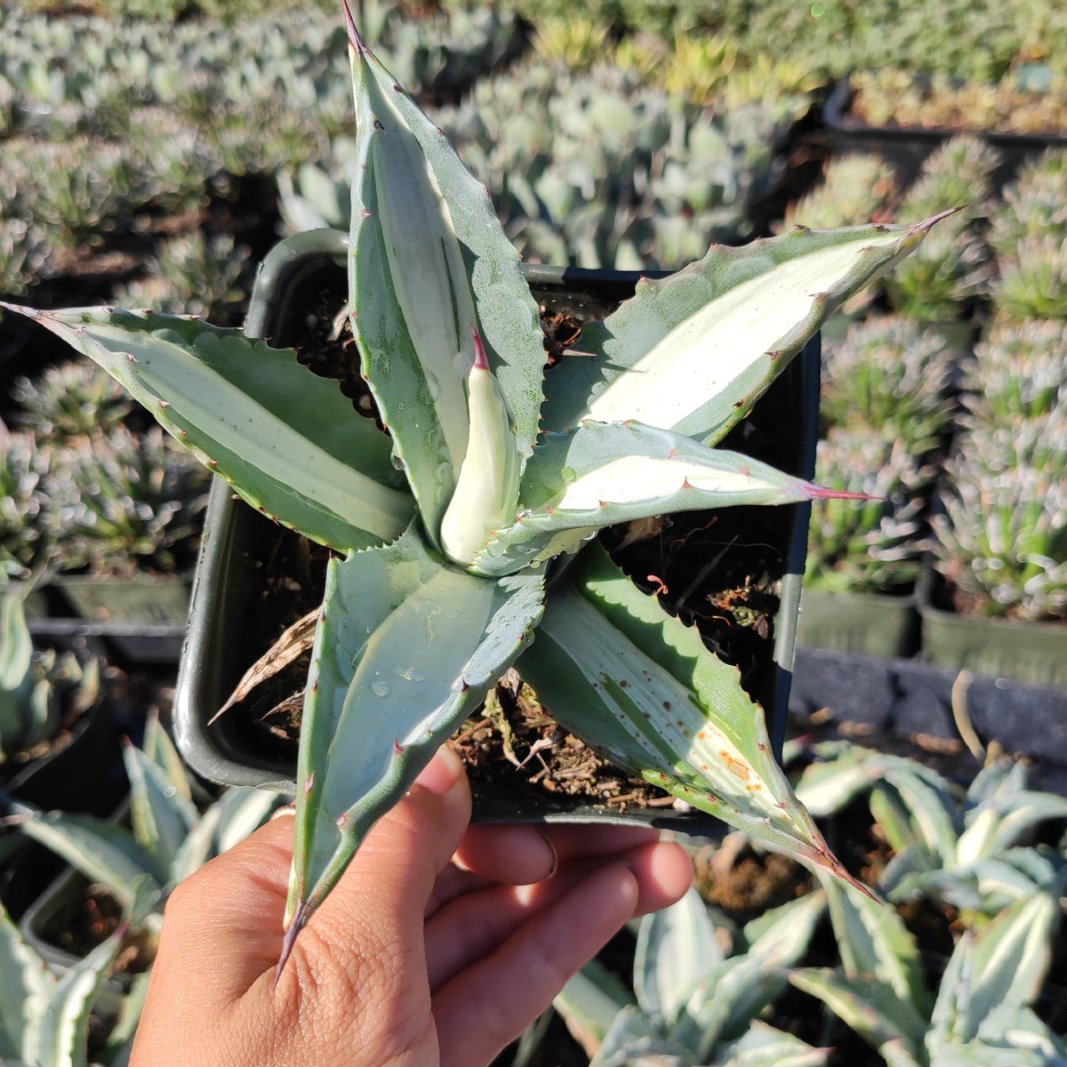 Agave americana 'Mediopicta Alba' Variegata Rare Succulent Plant Shown in 4" Square Pot - Succulents Depot