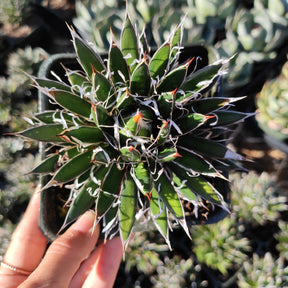 Agave schidigera 'Shira ito no Ohi' Rare Succulent Plant Shown in 4" Square Pot - Succulents Depot