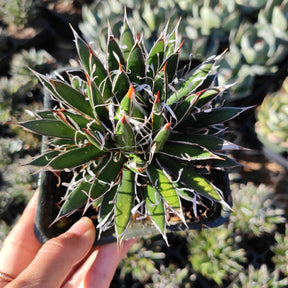 Agave schidigera 'Shira ito no Ohi' Rare Succulent Plant Shown in 4" Square Pot - Succulents Depot