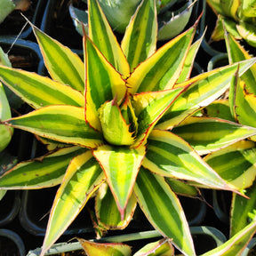 Agave "Goshikibandai" Rare Succulent Plant Shown in 4" Square Pot - Succulents Depot