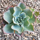 Echeveria 'Blue Waves' - Succulents Depot