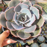 Echeveria 'Dusty Rose' in nursery pot.