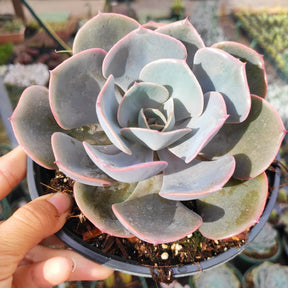 Echeveria 'Dusty Rose' - Succulents Depot