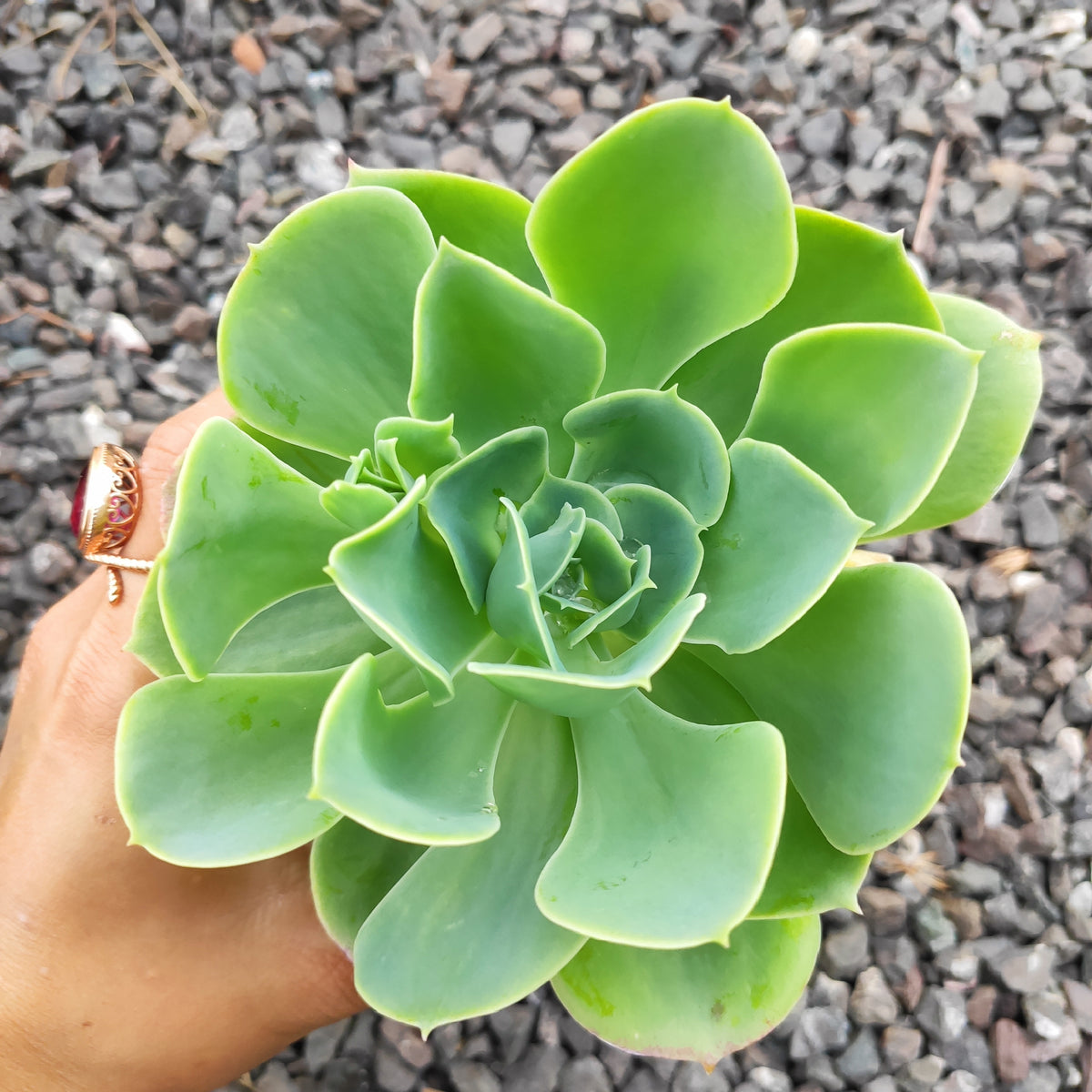 succulent that smells like lemon Echeveria 'Lemon Rose'