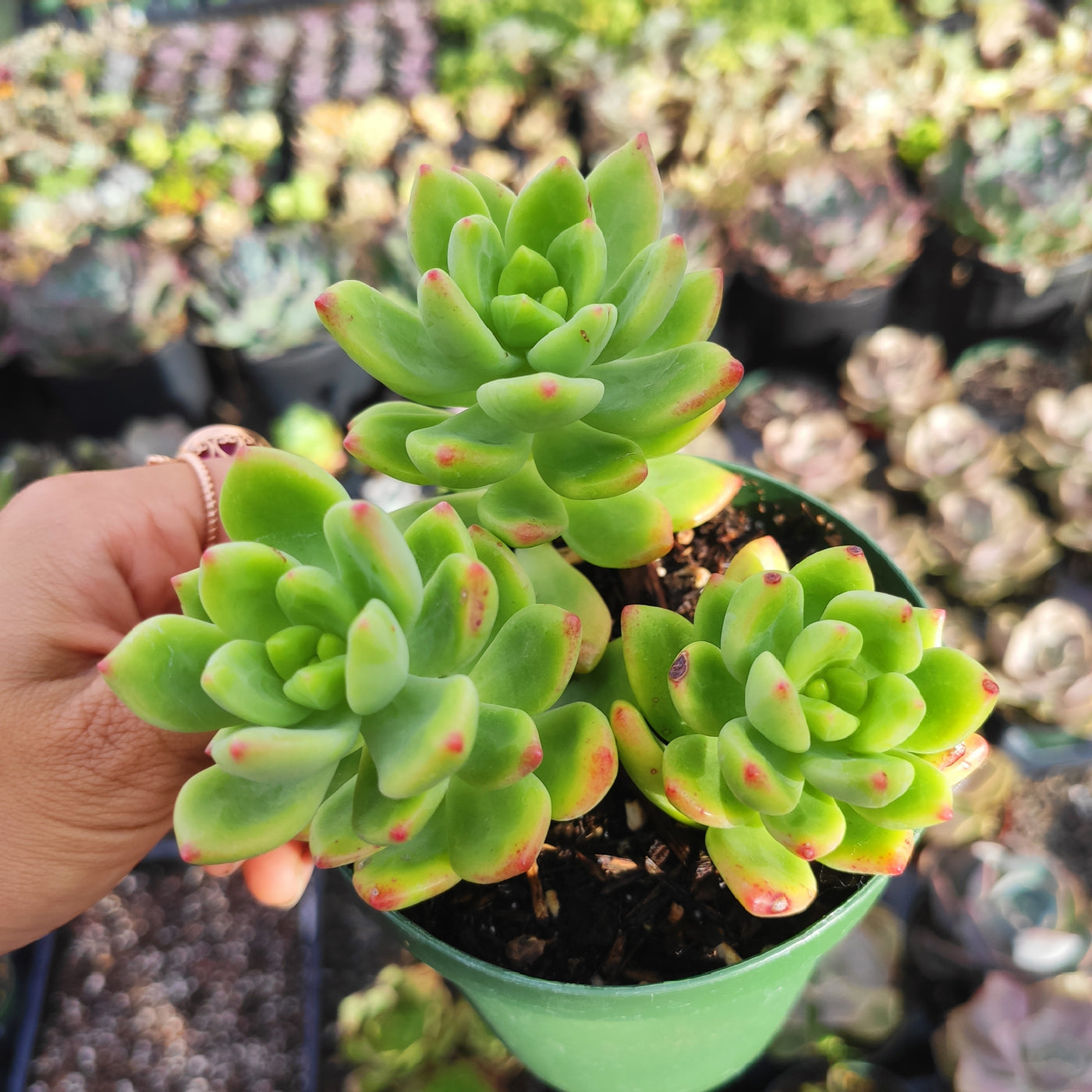 Sedum 'Alice Evans' succulents in a green pot.