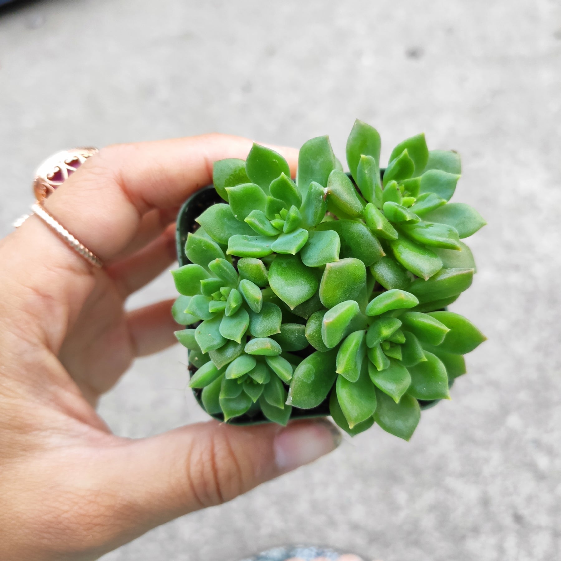little sleepies succulent Echeveria 'Sleepy'