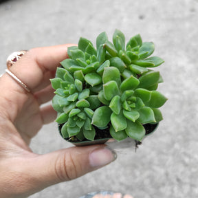 Echeveria Sp Rare Succulent plant Shown in 2" Pot - Succulents Depot