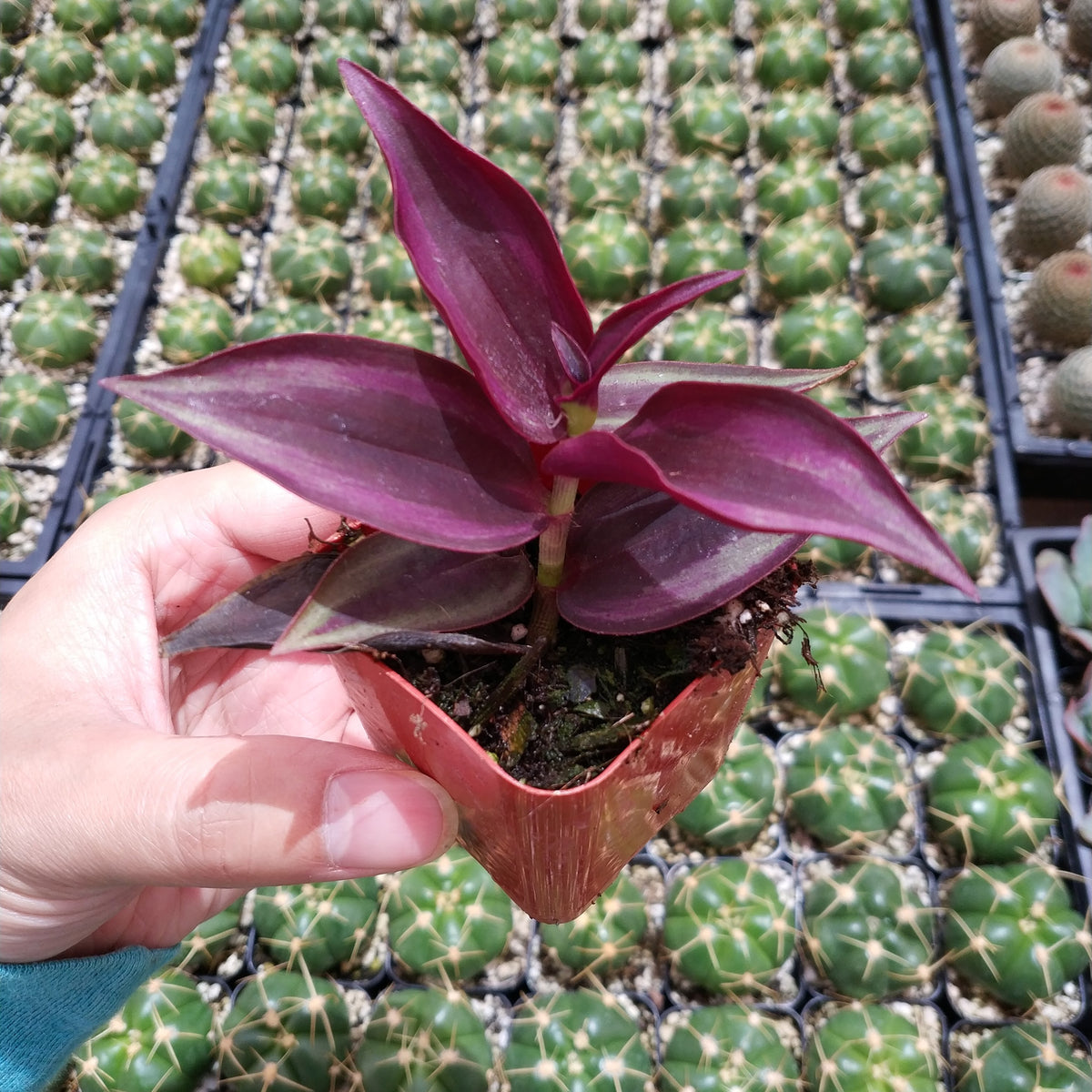 Tradescantia zebrina 'Wandering Dude' Plant Shown in 2" Pot - Succulents Depot