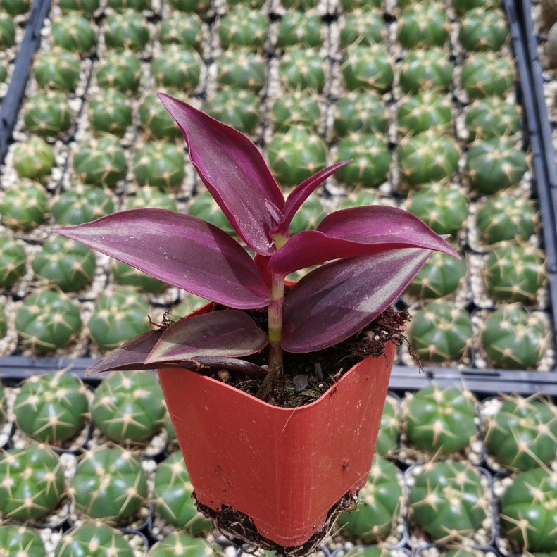 Tradescantia zebrina Violet Wandering Dude in nursery pot.