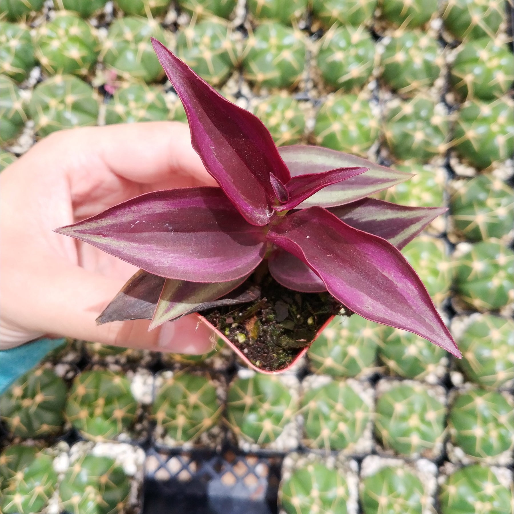 Tradescantia zebrina 'Wandering Dude' Plant Shown in 2" Pot - Succulents Depot