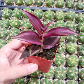 succulents box tradescantia zebrina wandering dude colorful foliage houseplant Tradescantia zebrina Violet Wandering Dude 4 Inch