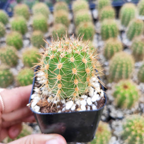 Lobivia Purpureominiata Rare Cactus Plant Shown in 2" Pot - Succulents Depot