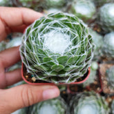 Sempervivum Cobweb Rare Succulent Plant Shown in 2" Pot - Succulents Depot
