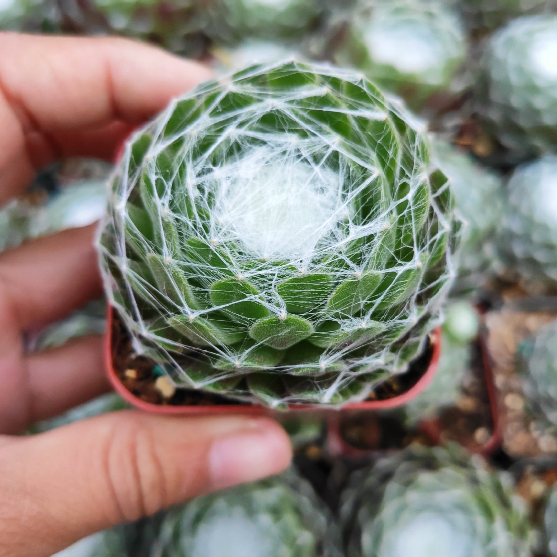 succulent with web Sempervivum 'Hurricane'