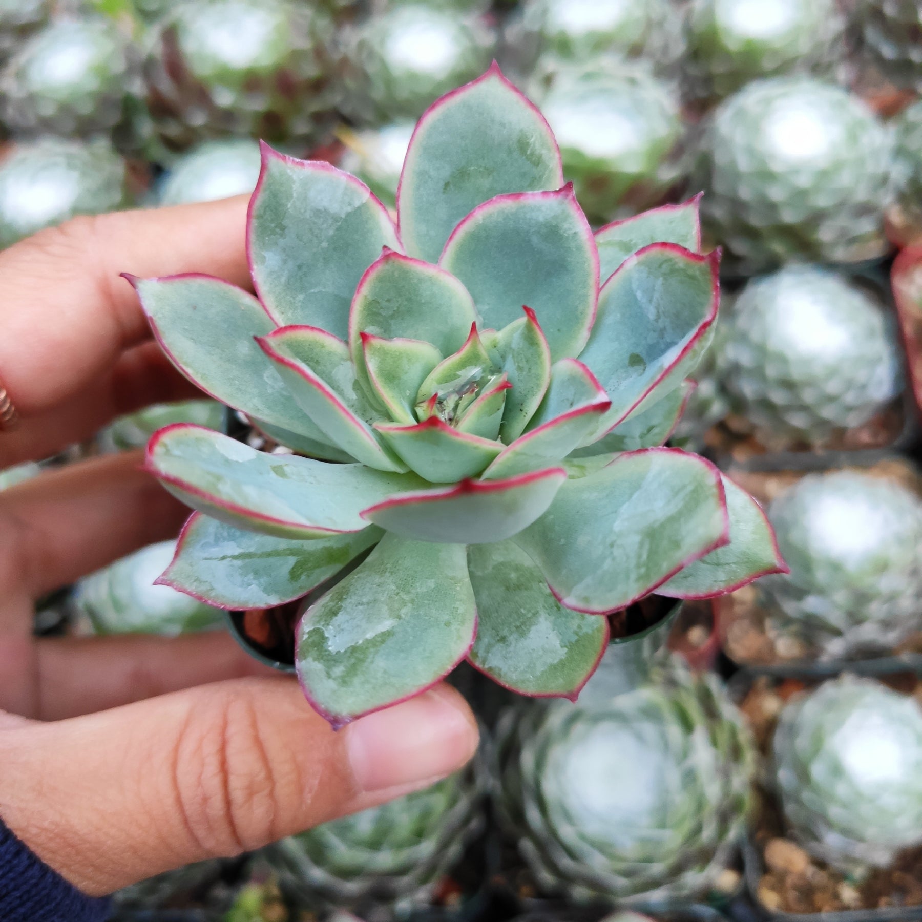 succulent echeveria pulidonis Echeveria pulidonis -