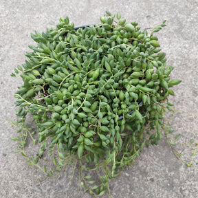 Senecio String of Beads Rare Succulent Plant Shown in 6" Pot - Succulents Depot