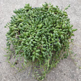 Senecio String of Beads Rare Succulent Plant Shown in 6" Pot - Succulents Depot