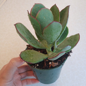 Cotyledon Mint Truffles Rare Succulent Plant Shown in 4" Pot - Succulents Depot