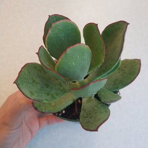Cotyledon Mint Truffles Rare Succulent Plant Shown in 4" Pot - Succulents Depot
