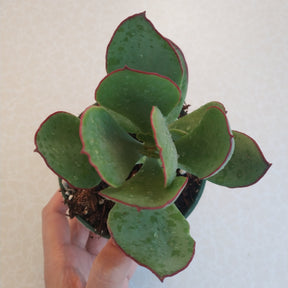 Cotyledon Mint Truffles Rare Succulent Plant Shown in 4" Pot - Succulents Depot