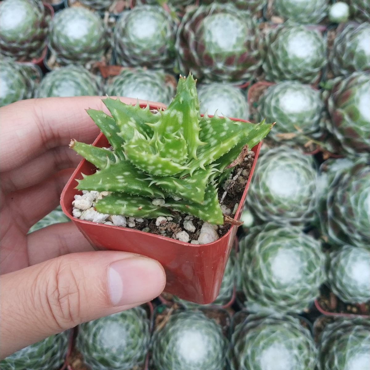 succulent aloe Aloe juvenna 'Tiger Tooth Aloe'